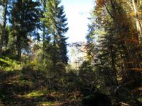 Gebirgsbach Rur Herbstwald